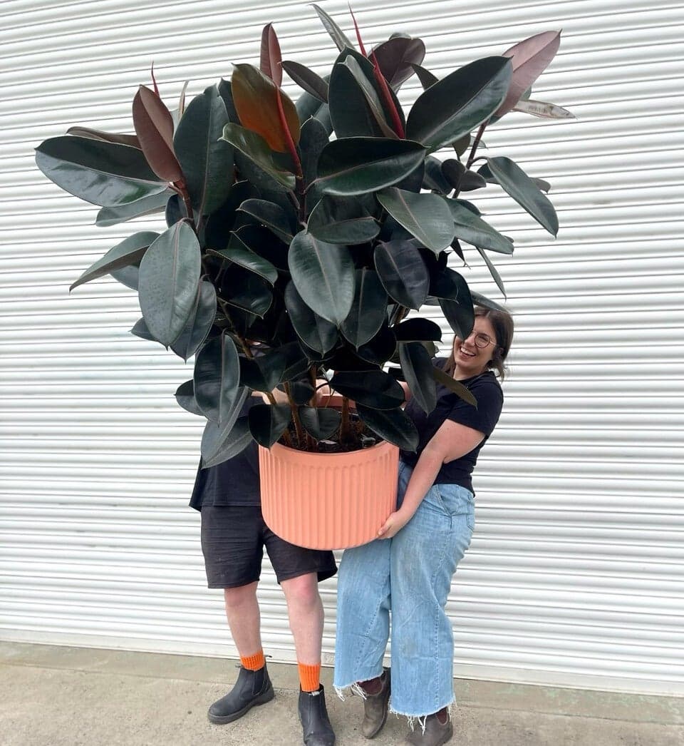 Rubber Plant 'Burgundy' - image 1