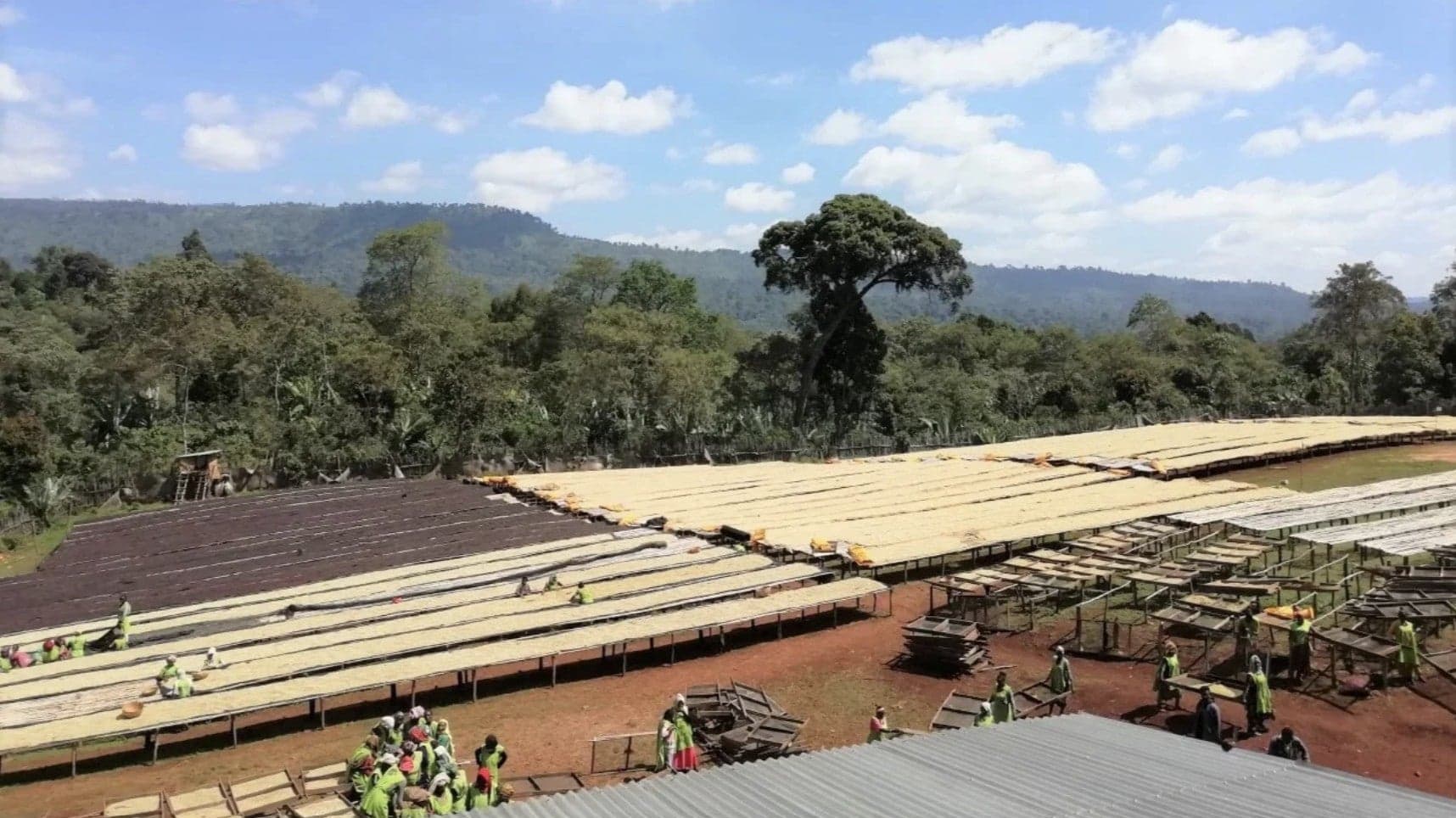 Ethiopia Worka Sakaro Anaerobic Wine Process Natural - image 1
