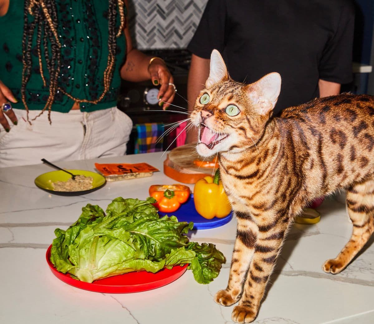KatKin Personalised Cat Meal Plan - image 1