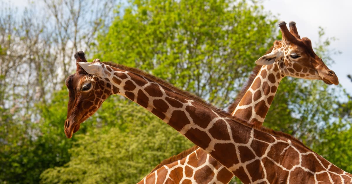 Bristol Zoo Project - image 1