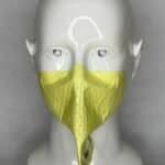 ReadiMask® The Only Strapless N95 Respirator - image 1
