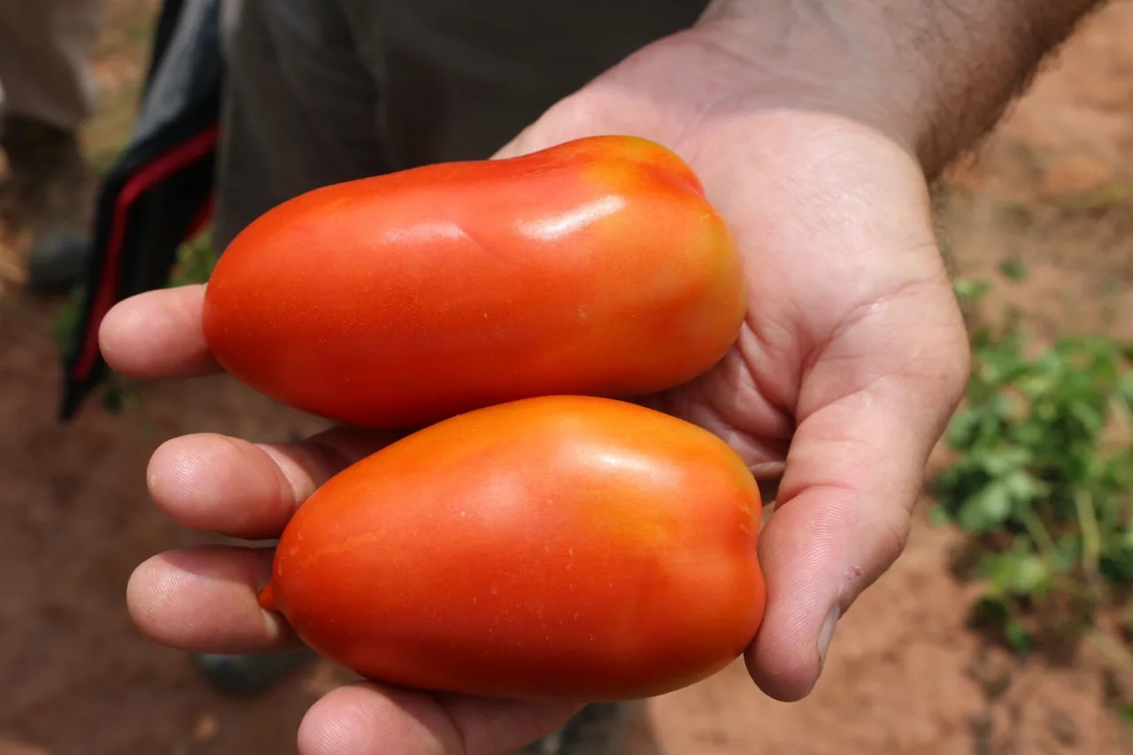 Zenzei Tomato Seeds - image 1