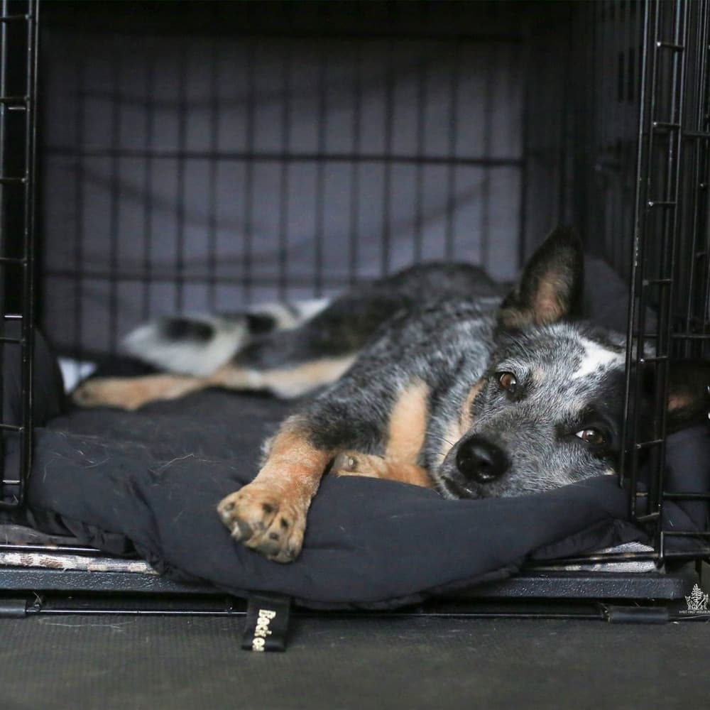 Back on Track Canada Dog Travel Bed - image 1