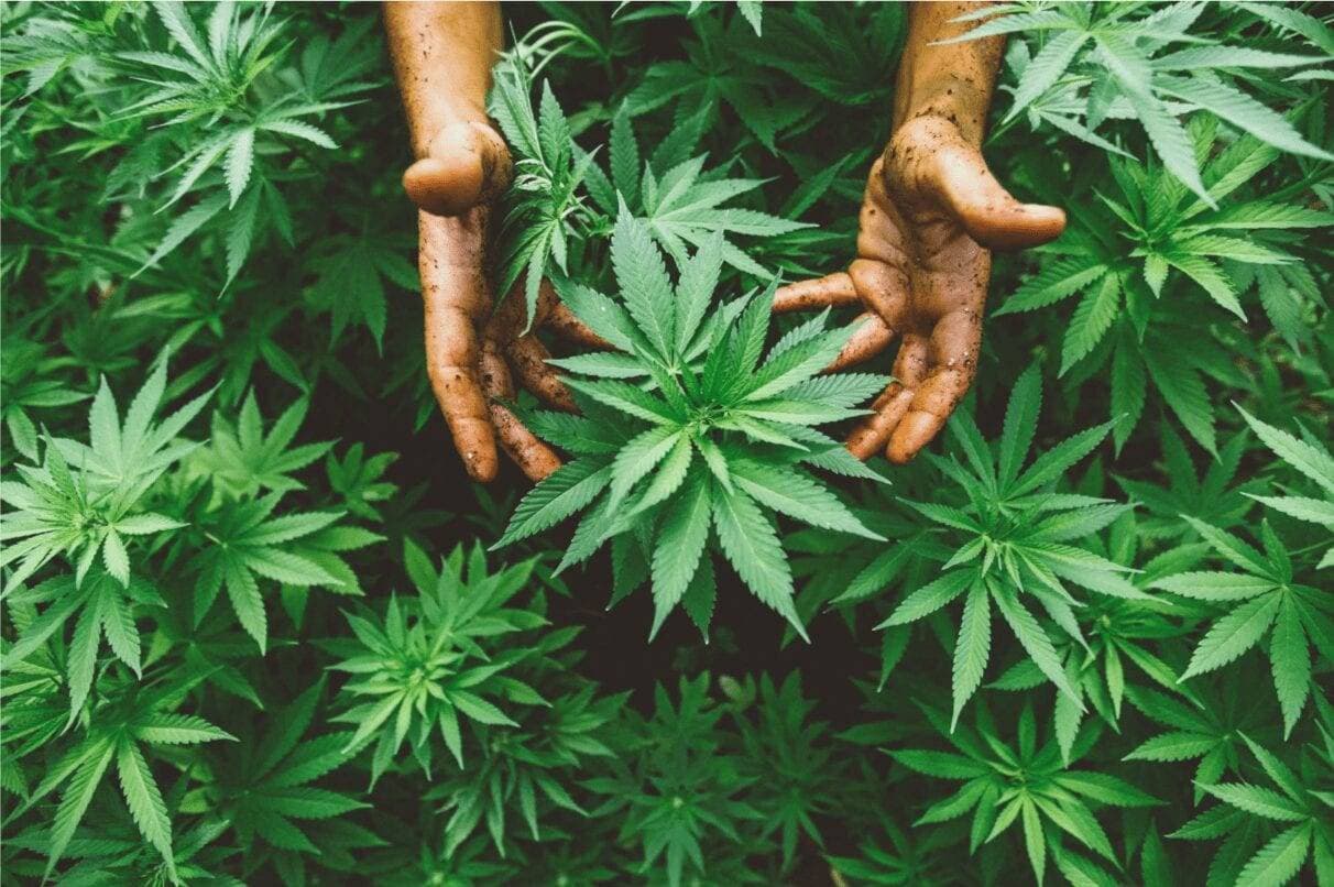 Bulk CBD Distributors - image 1