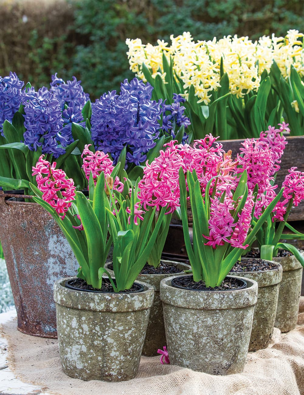 Hyacinths Mixed - image 1
