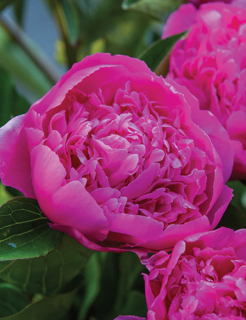 Peony 'Felix Supreme' - image 1