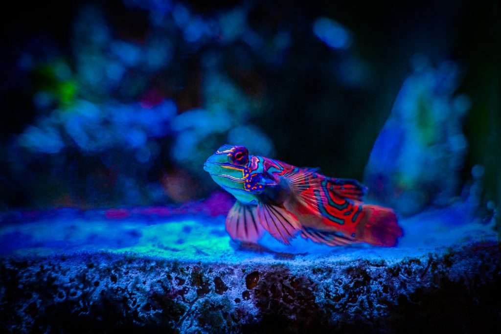 Live Copepods for Sale - image 1
