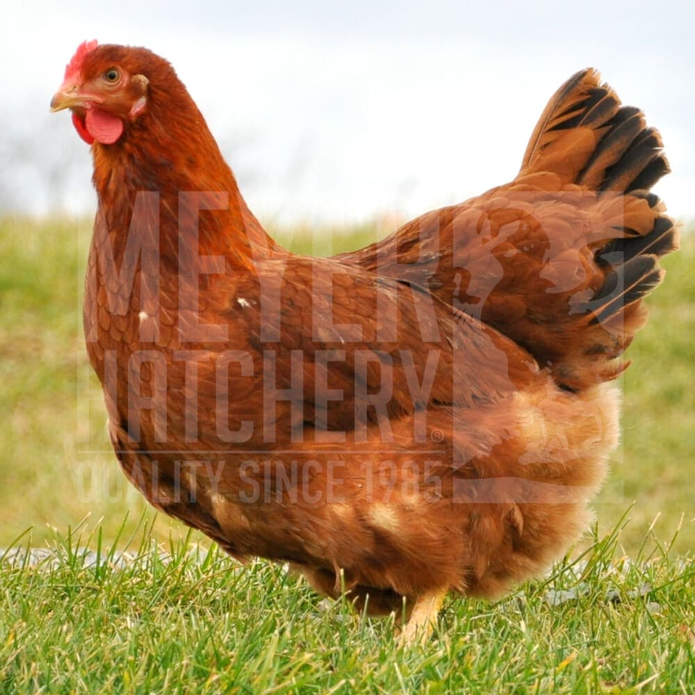 New Hampshire Red Day Old Chicks - image 1