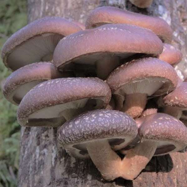 Shiitake Plug Spawn (Cold Strain) - image 1
