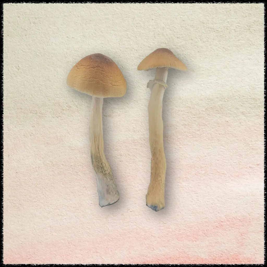 Blue Meanie Magic Mushroom - image 1