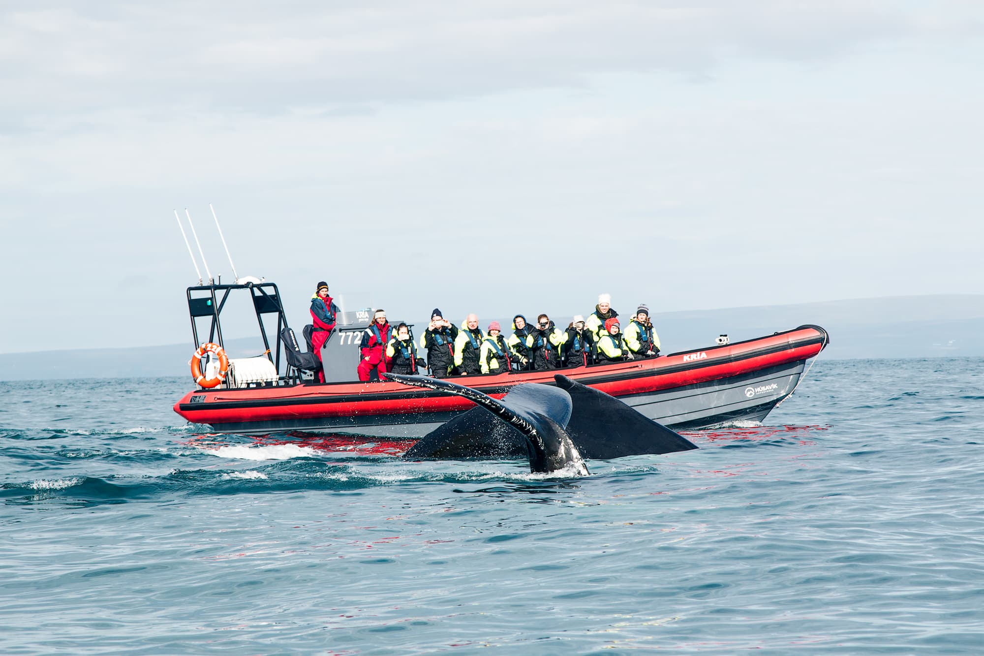 Big Whales and Puffins - image 1