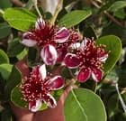 ~~Pineapple Guava Feijoa Sellowiana ~~Well Rooted STARTER Plant~Grow Sweet Fruit - image 1