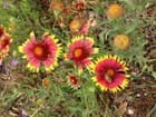 50 Blanket Flower Seeds to Plant Made in USA Ships from Iowa - image 1