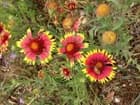 50 Blanket Flower Seeds to Plant Made in USA Ships from Iowa - image 1