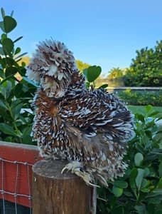 (6) Rare Silkie Hatching Egg Assortment - Mille, Lav, Chocolate, Mottled & More! - image 1