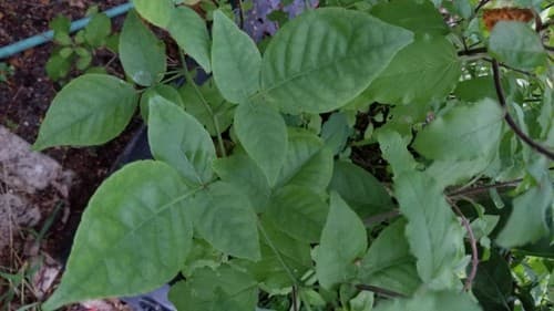 Fresh Bael Leaves (Bel Patra) - Aegle Marmelos Leaves - image 1