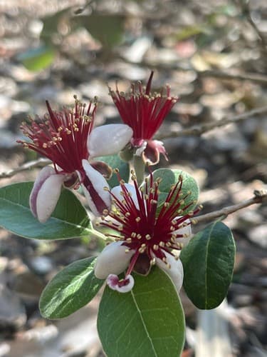 Pineapple Guava Live Plant Acca Sellowiana Edible Evergreen Fruit Shrub - image 1