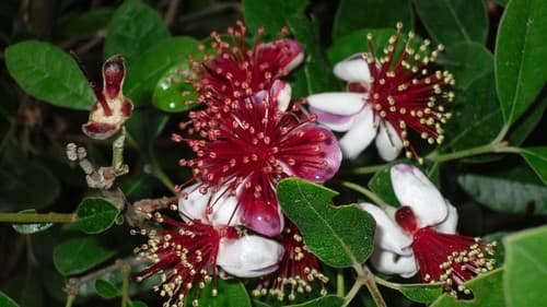 ~~Pineapple Guava Feijoa Sellowiana ~~Well Rooted STARTER Plant~Grow Sweet Fruit - image 1