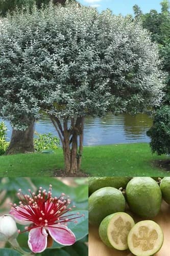 ~~Pineapple Guava Feijoa Sellowiana ~~Well Rooted STARTER Plant~Grow Sweet Fruit - image 1