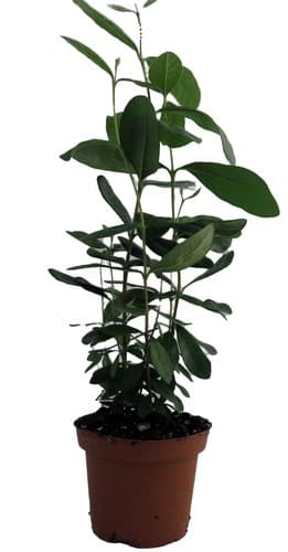 Pineapple Guava Plant - Feijoa - Acca sellowiana - 4" Pot - image 1