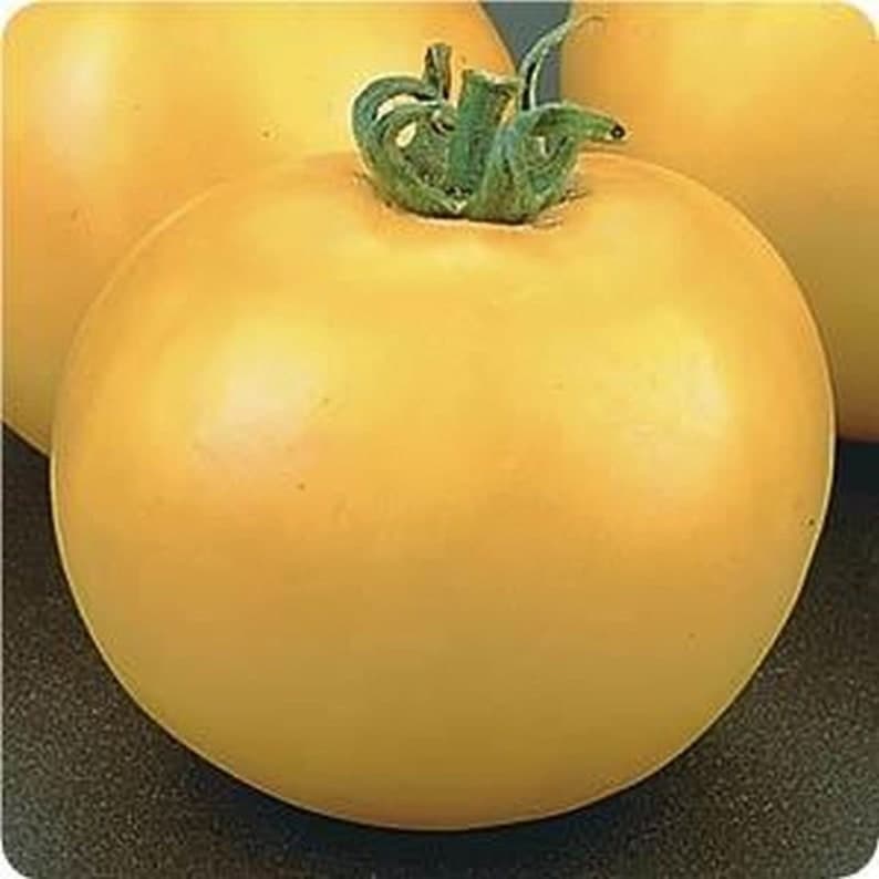 Lemon Boy Tomato F1 Hybrid Seeds - image 1