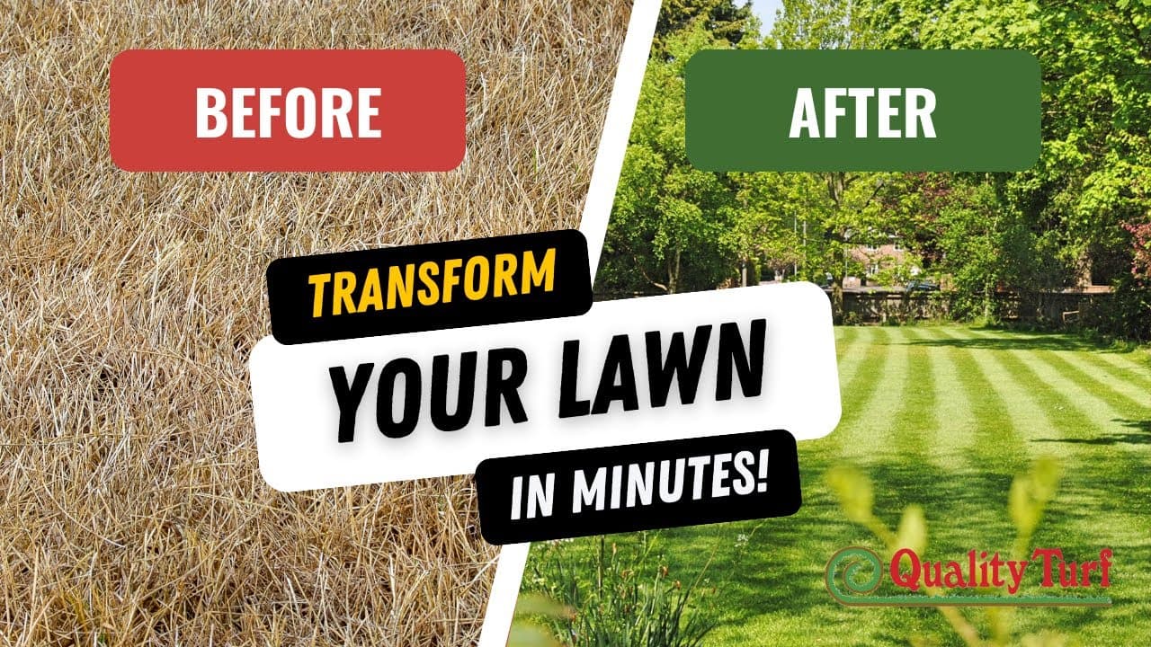 Top Sod Supplier - St Augustine Sod Replacement - image 1