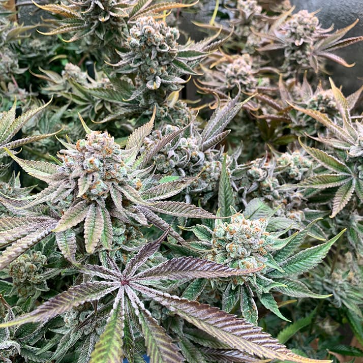 9lb Hammer Cannabis Seeds - image 1