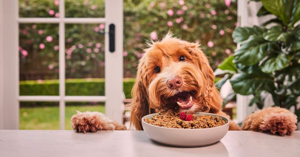 Lyka Pet Food - image 1