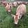 Raw Grass Fed Whey Protein Powder 5LB Unflavored - image 1