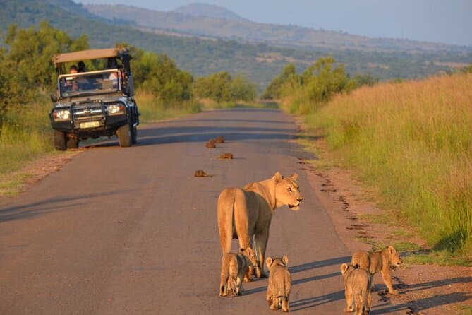 3-Hour Scheduled Safari Game Drive in Pilanesberg National Park - image 1
