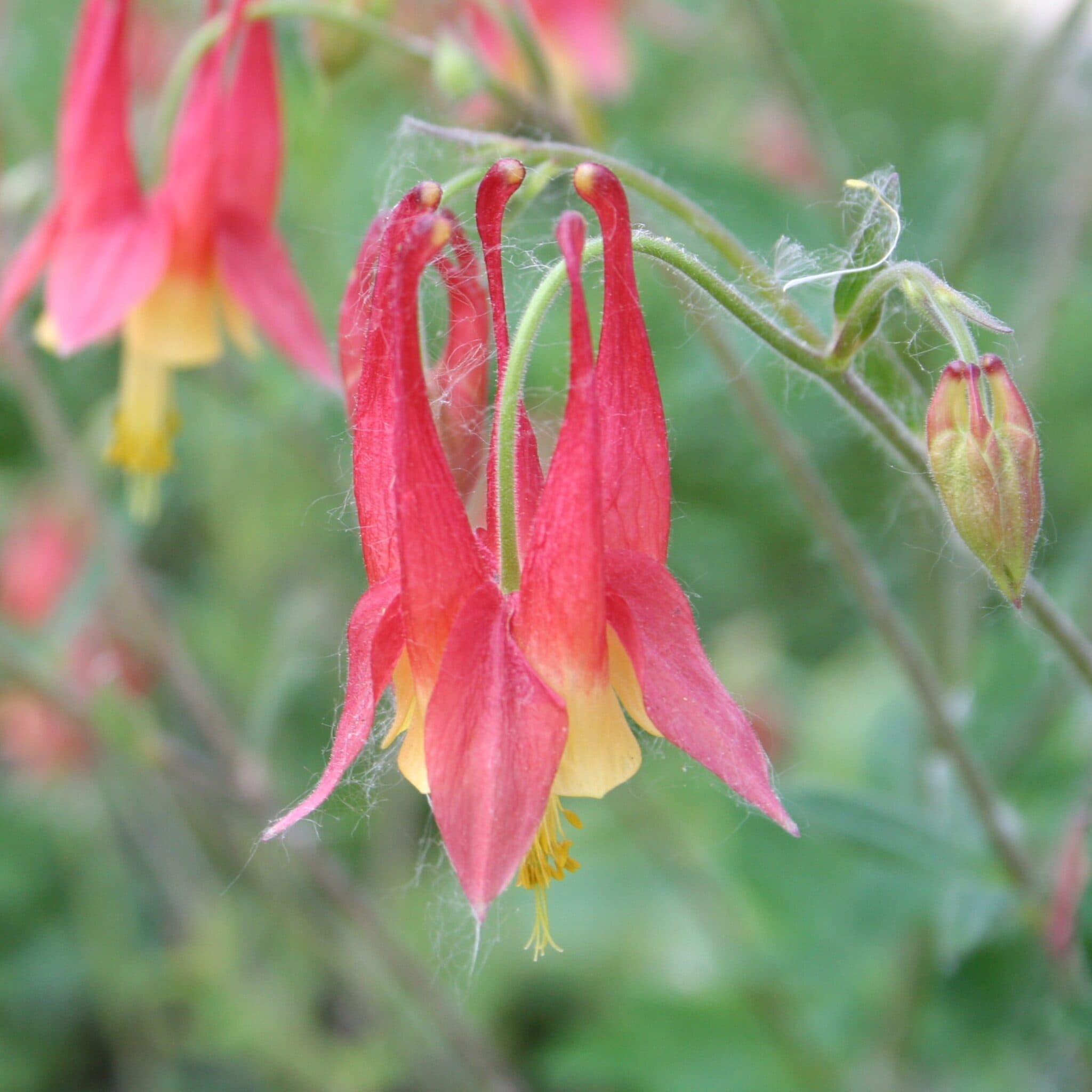 Columbine (Aquilegia canadensis) - image 1