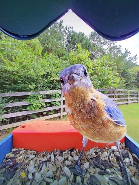 Birdbuddy Lite Smart Bird Feeder - image 1