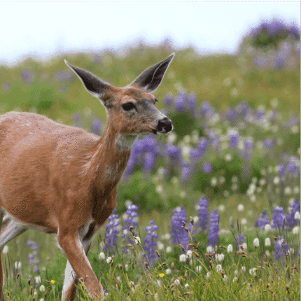 Deer Resistant Wildflower Seed Mix - image 1