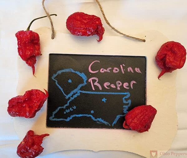 Carolina Reaper Seeds - image 1