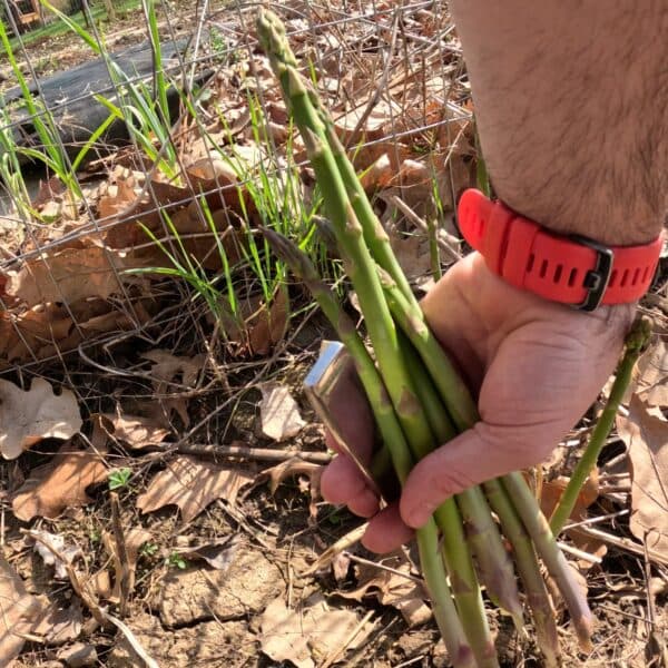 Mary Washington Asparagus - image 1