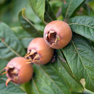 Marron™ Medlar Tree - image 1
