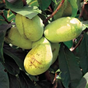 Sunflower Pawpaw - image 1