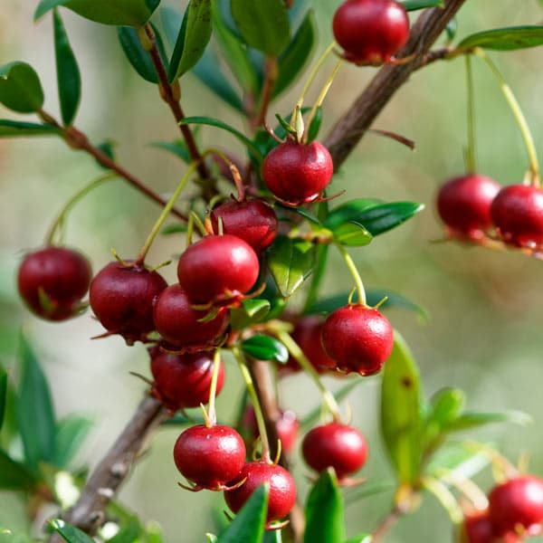 Burbank Chilean Guava - image 1