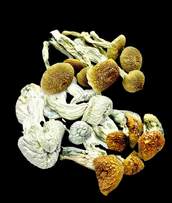#1 Magic Mushroom Dispensary In Canada - image 1