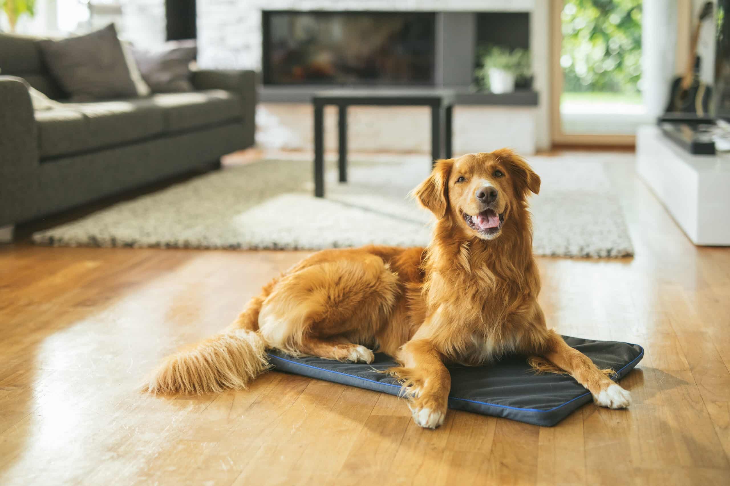 PetLoop PRO - image 1