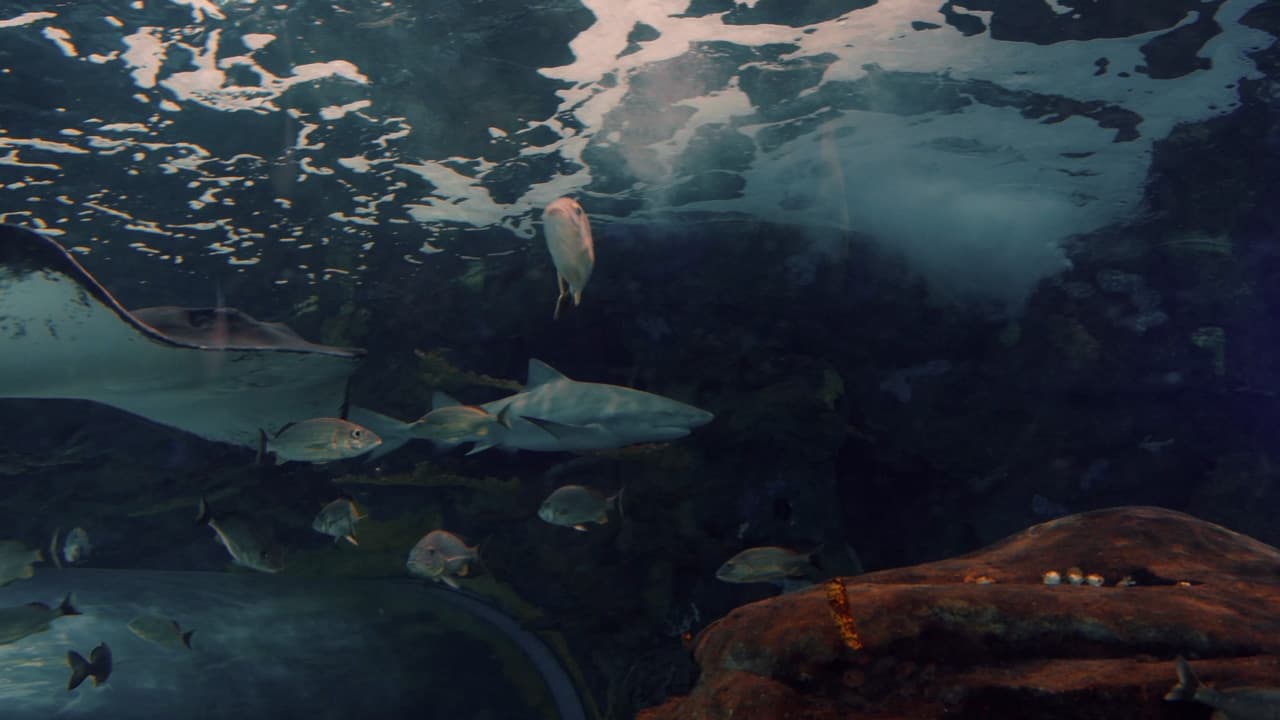 Ripley's Aquarium of Canada - image 1