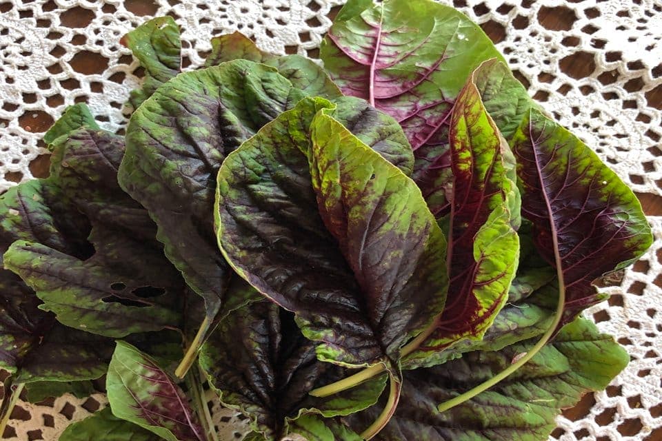Edible Red Leaf Amaranth Seeds - image 1