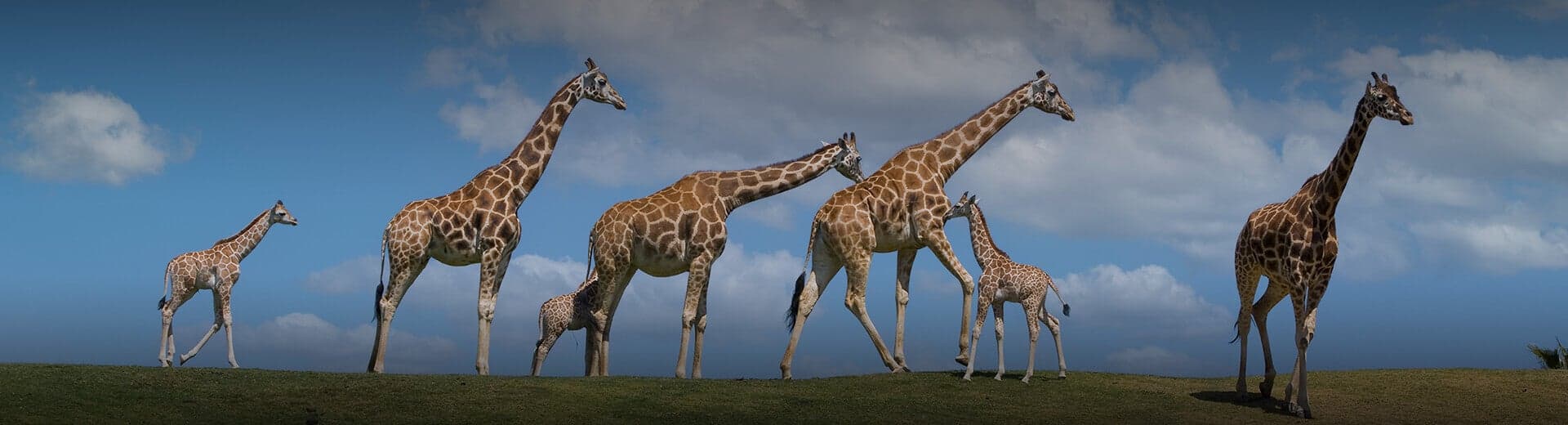 San Diego Zoo Safari Park Single Day Ticket - image 1