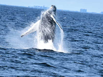 3 Hour Whale Watching Cruise on SS Miss Belmar - image 1