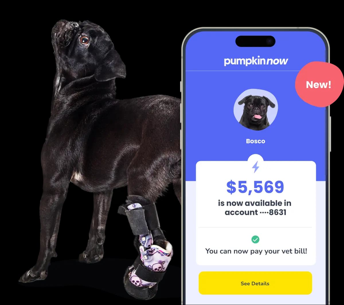 Pumpkin Pet Insurance - image 1