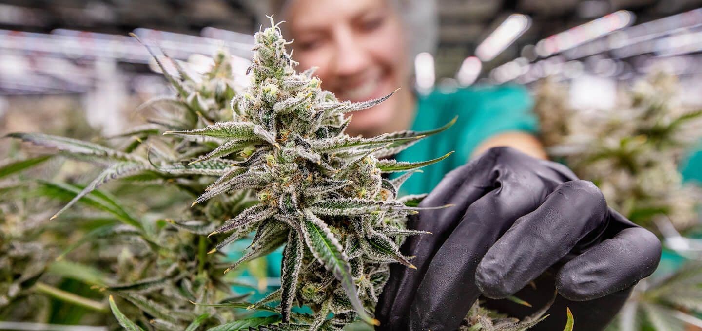 Curaleaf Medical and Recreational Marijuana Dispensary - image 1