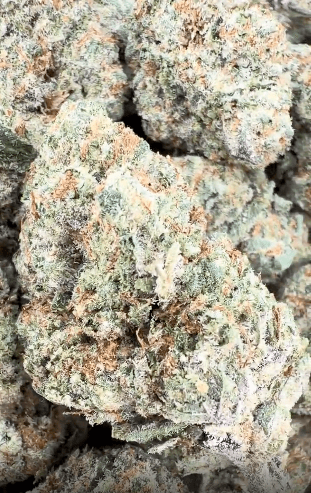 Green Lantern THCA Flower - image 1