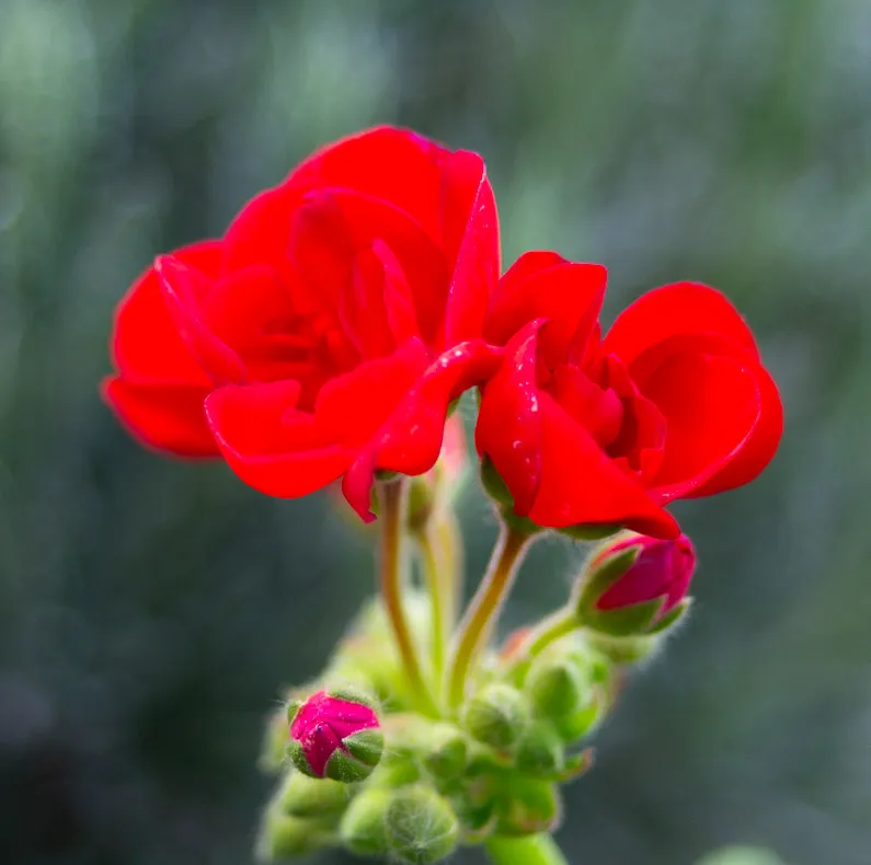 The Base Pack for Adobe - image 1