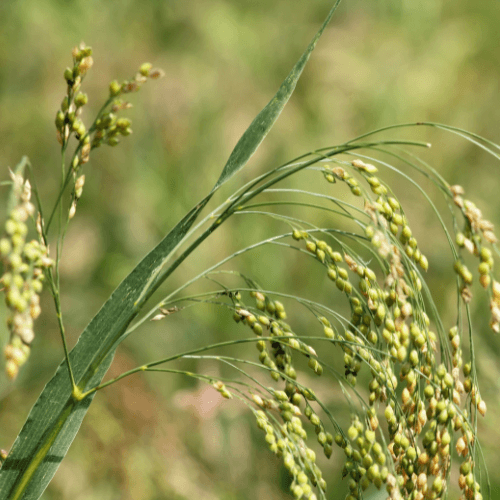 White Proso Millet - image 1