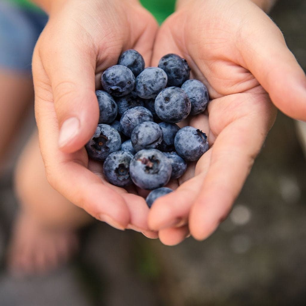 Chandler Blueberry - image 1